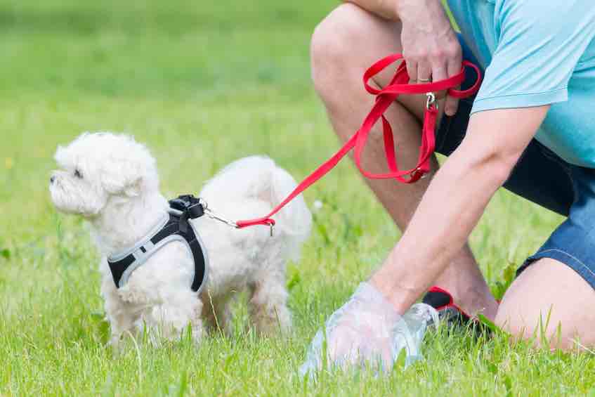Tal til varm snemand Genetischer Pfotenabdruck: Wie Kommunen gegen Hundekot vorgehen