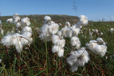 So schön blüht das Wollgras - eine typische Pflanze im Moor.