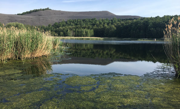 Auch der Absinkweiher Kohlbach entstand durch den Bergbau. 