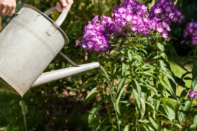 Blumen gießen was ist erlaubt