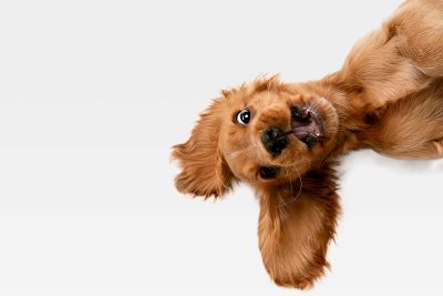 Hund