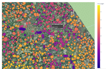 BaKIM: Anhand der Farbgebung erkennt der Fachmann Größe und damit das Alter der Bäume.