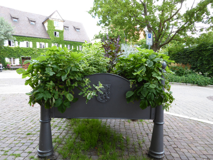 Sogar Essbares lässt sich in der Nachbarschaft des Rathauses pflücken!