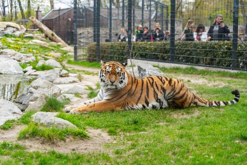 Tiger in Zoo von Straubing