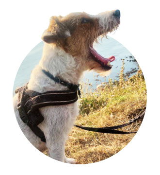 Hat die Hundehalterin einen Hundeführerschein?