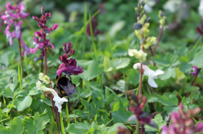 Erdhummelkönigin an Lerchensporn im Straßenbegleitgrün