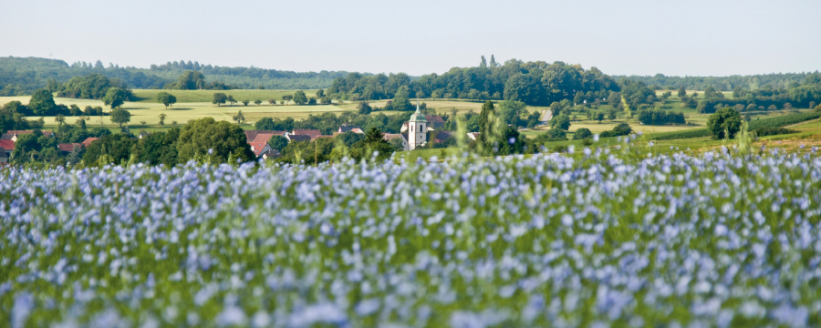 Feld Gersheim