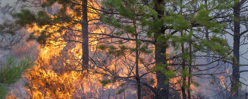 Die Zahl der Waldbrände in Deutschland steigt seit Jahren an 