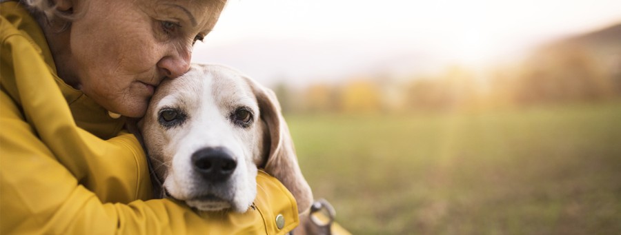 Leinenpflicht für Hunde in Berlin