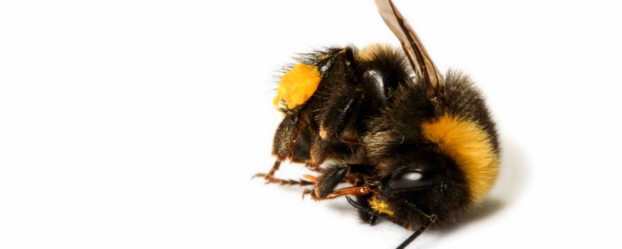 Es gibt einfache Methoden, das Bienensterben in Kommunen einzudämmen - wir haben Tipps für Sie