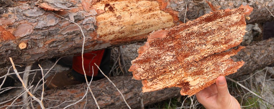 Borkenkäfer und Trockenheit machen den Waldbesitzern große Sorgen.