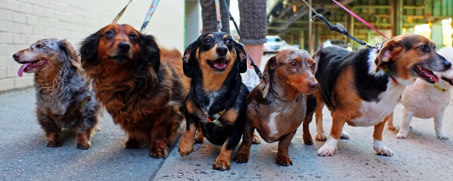 Hundesteuer und Welthundetag