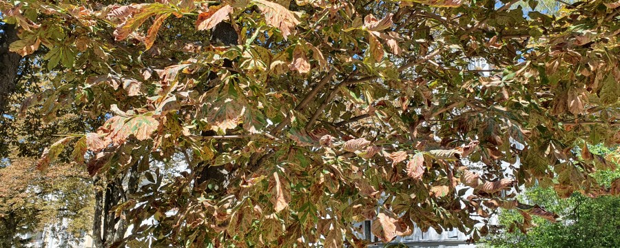 Vergilbte und vertrocknete Blätter am Baum durch Trockenheit