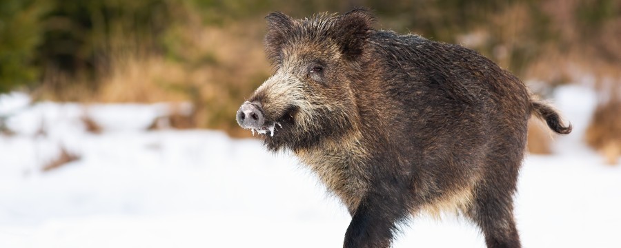 Wildschwein im Schnee