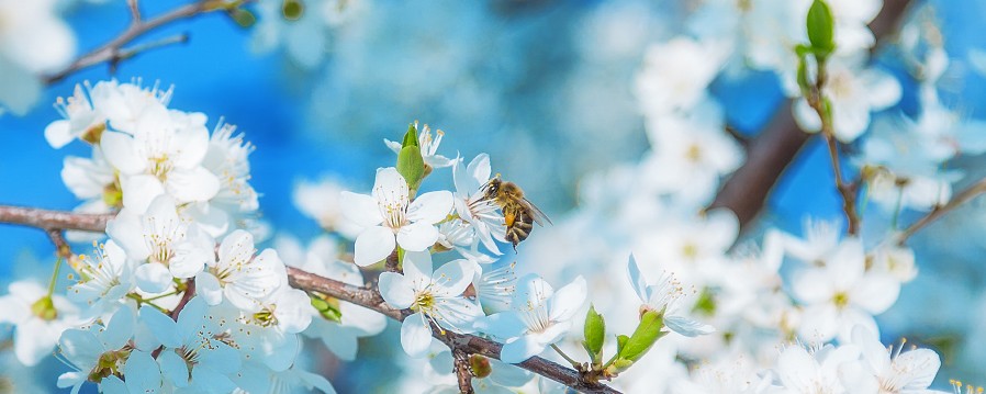 Bei der Städteplanung die Interessen der Natur mitzudenken hilft auch den Menschen vor Ort