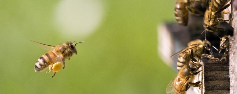Bienen fliegen in ihren Bienenstock – Futterautomat