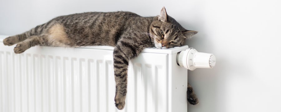 Wärmeplanung Katze auf Heizung