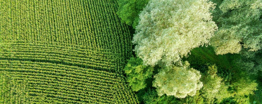 Bäume und Sträucher auf und neben dem Acker: So sollte Landwirtschaft in Zukunft gedacht werden.