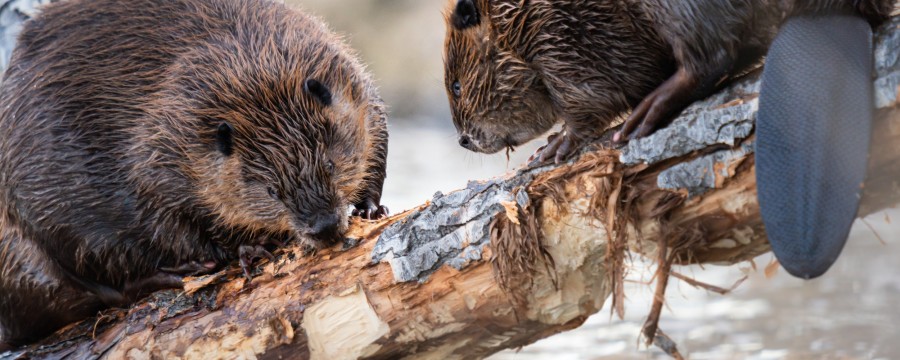 Biberschäden: Zwei Biber nagen an Baumstamm