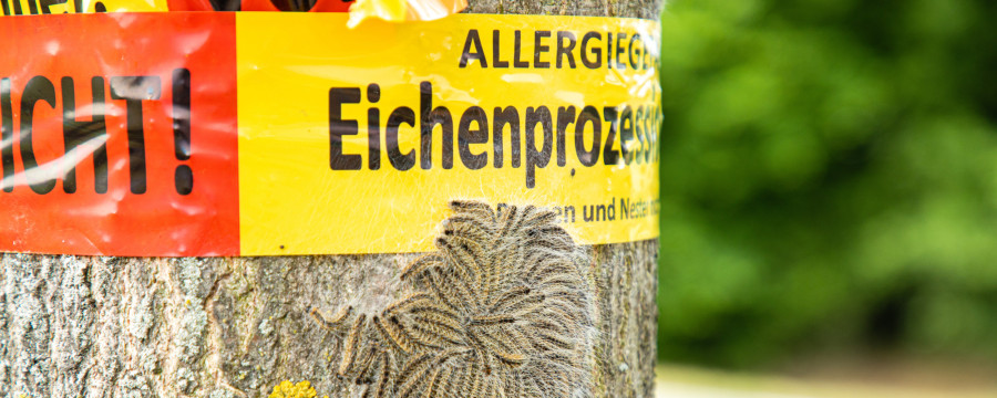 Eichenprozessionsspinner Alarm