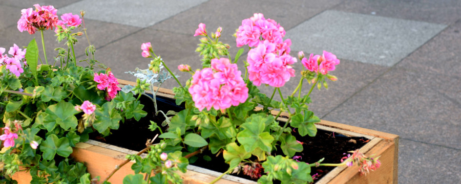 Blumenkübel auf Gehweg
