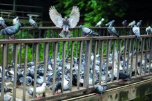 Wildtiere in der Stadt - Was können Kommunen gegen die Tauben machen?