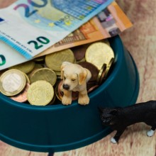 Die Diskussion um die Hundesteuer entbrennt regelmässig - welche Bedeutung die Steuer hat und wie Kommunen damit umgehen