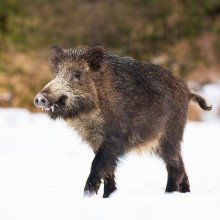 Wildschwein im Schnee