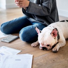 Die Hundesteuer erhitzt immer wieder die Gemüter - alle Fakten - von Recht bis kurios