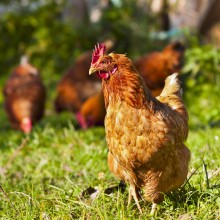 freilaufende Hühner auf der Wiese