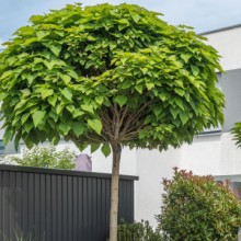Hausbäume vor Neubau