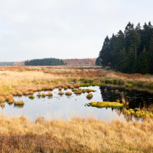 Nasse Moore: Heimat vieler Tiere und Pflanzen und gute Umweltschützer noch dazu.