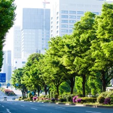 Haben diese Bäume Zukunft? Ein Onlinetool hilft bei der Berechnung.