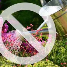 Gießen mit Trinkwasser verboten