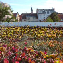grünes Dach