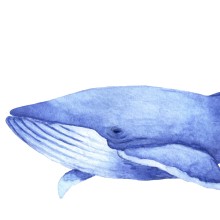 Wal